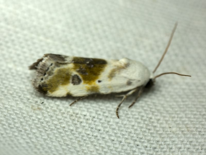 Tarachidia candefacta (Hübner, 1831)